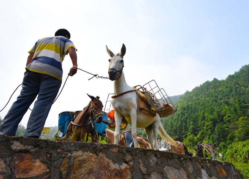 宾阳县骡马运输